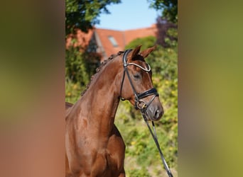 Hannover, Giumenta, 5 Anni, 170 cm, Sauro scuro