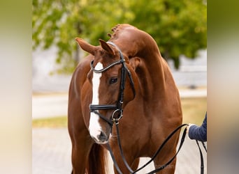 Hannover, Giumenta, 5 Anni, 170 cm, Sauro scuro