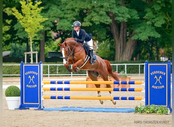 Hannover, Giumenta, 5 Anni, 170 cm, Sauro scuro