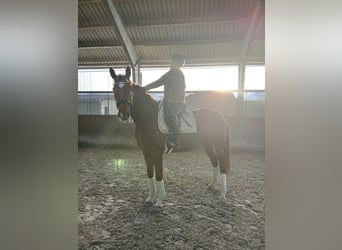 Hannover, Giumenta, 5 Anni, 170 cm, Sauro scuro