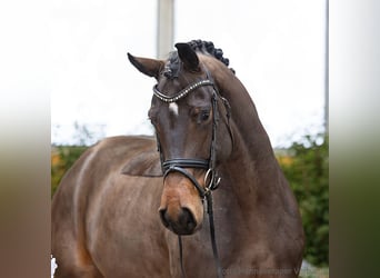 Hannover, Giumenta, 5 Anni, 171 cm, Baio scuro