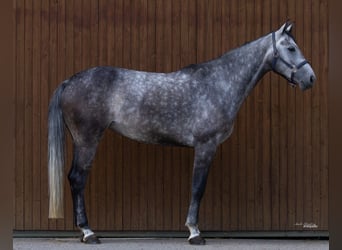 Hannover, Giumenta, 5 Anni, 171 cm, Grigio