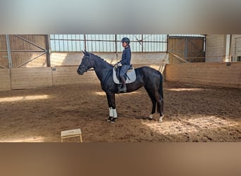 Hannover, Giumenta, 5 Anni, 171 cm, Morello