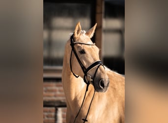 Hannover, Giumenta, 5 Anni, 171 cm, Palomino