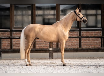 Hannover, Giumenta, 5 Anni, 171 cm, Palomino