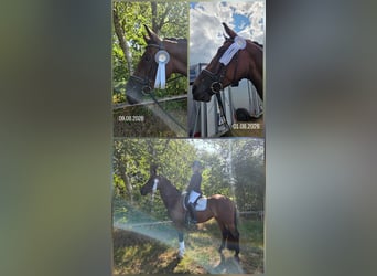 Hannover, Giumenta, 5 Anni, 172 cm, Baio