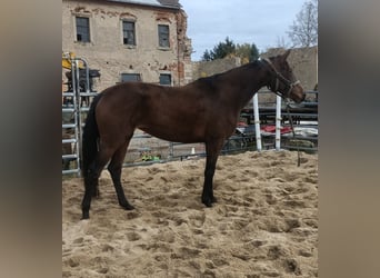 Hannover, Giumenta, 5 Anni, 172 cm, Baio