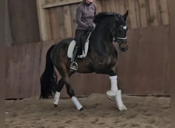 Hannover, Giumenta, 5 Anni, 172 cm, Baio