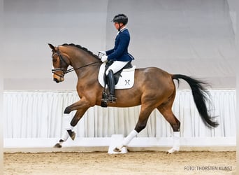 Hannover, Giumenta, 5 Anni, 172 cm, Baio