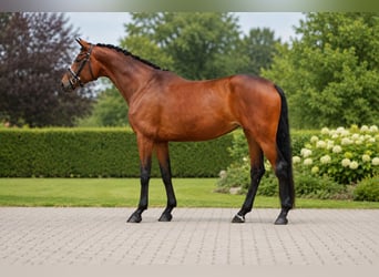 Hannover, Giumenta, 5 Anni, 172 cm, Baio