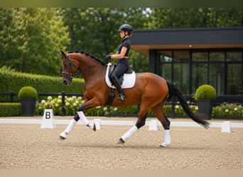Hannover, Giumenta, 5 Anni, 172 cm, Baio