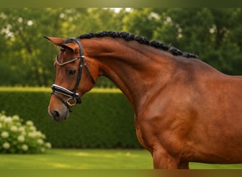 Hannover, Giumenta, 5 Anni, 172 cm, Baio