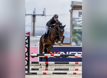 Hannover, Giumenta, 5 Anni, 172 cm, Baio