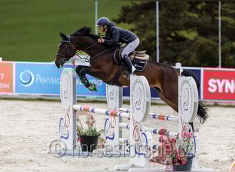 Hannover, Giumenta, 5 Anni, 172 cm, Baio