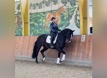 Hannover, Giumenta, 5 Anni, 172 cm, Morello