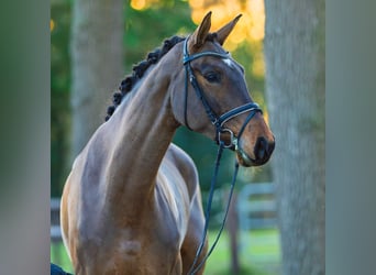 Hannover, Giumenta, 5 Anni, 173 cm, Baio