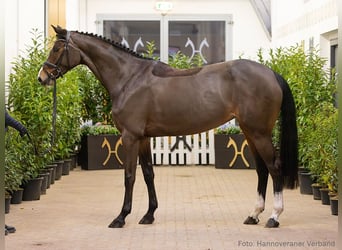 Hannover, Giumenta, 5 Anni, 173 cm, Baio