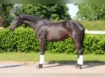 Hannover, Giumenta, 5 Anni, 173 cm, Baio nero
