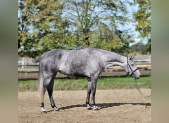 Hannover, Giumenta, 5 Anni, 173 cm, Grigio