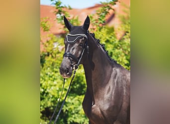 Hannover, Giumenta, 5 Anni, 173 cm, Morello