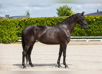 Hannover, Giumenta, 5 Anni, 173 cm, Morello