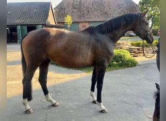 Hannover, Giumenta, 5 Anni, 174 cm, Baio