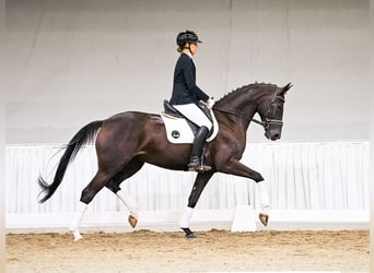 Hannover, Giumenta, 5 Anni, 174 cm, Morello