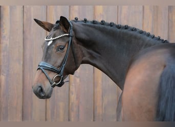 Hannover, Giumenta, 5 Anni, 175 cm, Baio
