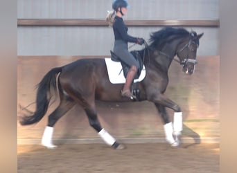 Hannover, Giumenta, 5 Anni, 175 cm, Baio scuro