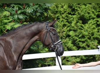 Hannover, Giumenta, 5 Anni, 175 cm, Morello