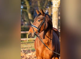 Hannover, Giumenta, 5 Anni, 176 cm, Baio