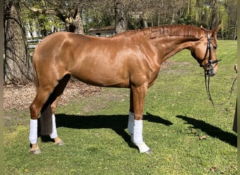 Hannover, Giumenta, 5 Anni, 176 cm, Sauro