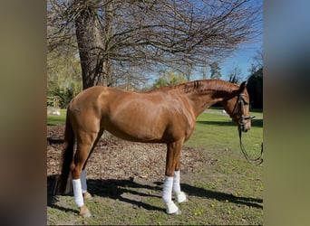 Hannover, Giumenta, 5 Anni, 176 cm, Sauro