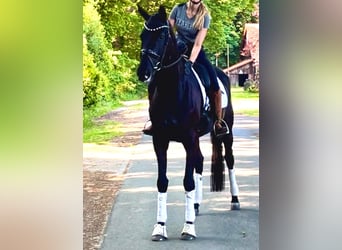 Hannover, Giumenta, 5 Anni, 177 cm, Morello