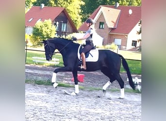 Hannover, Giumenta, 5 Anni, 177 cm, Morello