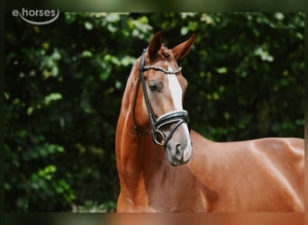 Hannover, Giumenta, 5 Anni, 180 cm, Sauro