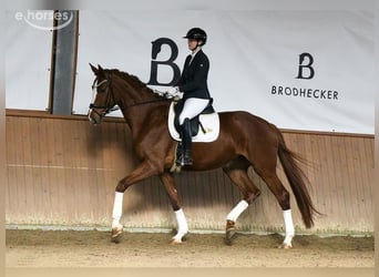 Hannover, Giumenta, 5 Anni, 180 cm, Sauro