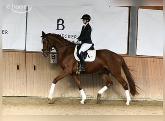 Hannover, Giumenta, 5 Anni, 180 cm, Sauro