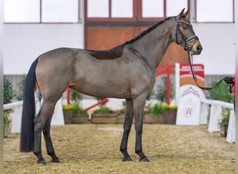 Hannover, Giumenta, 5 Anni, Baio nero