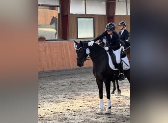 Hannover, Giumenta, 6 Anni, 160 cm, Baio scuro