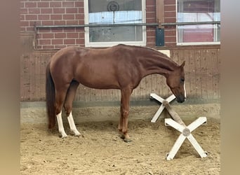 Hannover, Giumenta, 6 Anni, 161 cm, Sauro