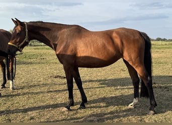 Hannover, Giumenta, 6 Anni, 162 cm, Baio