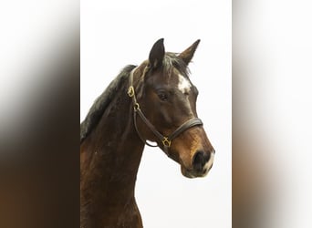 Hannover, Giumenta, 6 Anni, 162 cm, Baio