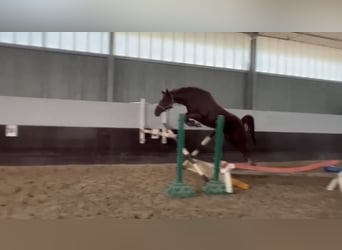Hannover, Giumenta, 6 Anni, 162 cm, Sauro