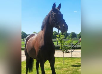 Hannover, Giumenta, 6 Anni, 163 cm, Baio