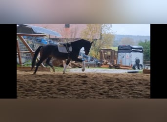 Hannover, Giumenta, 6 Anni, 163 cm, Baio scuro