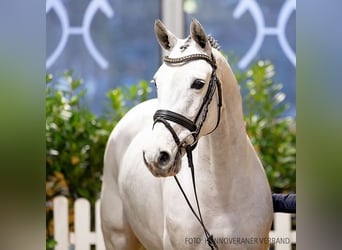 Hannover, Giumenta, 6 Anni, 163 cm, Grigio