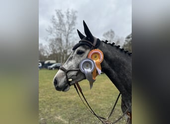 Hannover, Giumenta, 6 Anni, 163 cm, Grigio pezzato