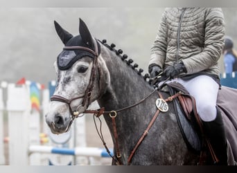 Hannover, Giumenta, 6 Anni, 163 cm, Grigio pezzato