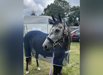 Hannover, Giumenta, 6 Anni, 163 cm, Grigio pezzato